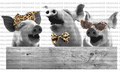 Pigs Template